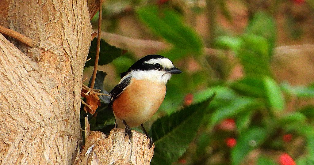 Dzierzba białoczelna, dzierzba afrykańska, dzierzba maskowa (Lanius nubicus)