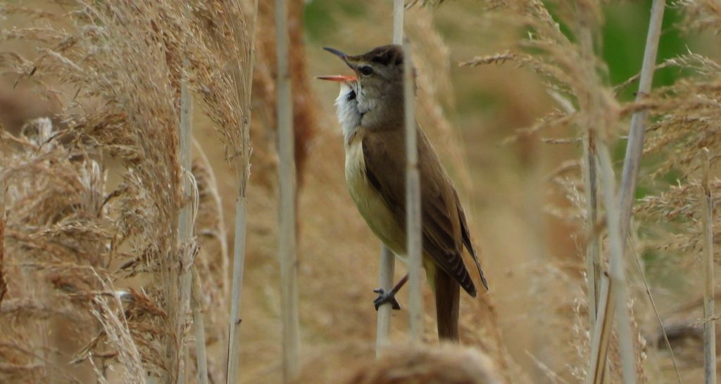 Trzciniak zwyczajny, trzciniak, trzciniak drozdówka (Acrocephalus arundinaceus)