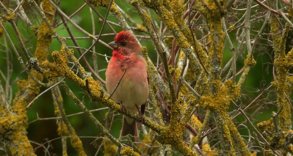 Dziwonia zwyczajna, dziwonia (Erythrina erythrina)