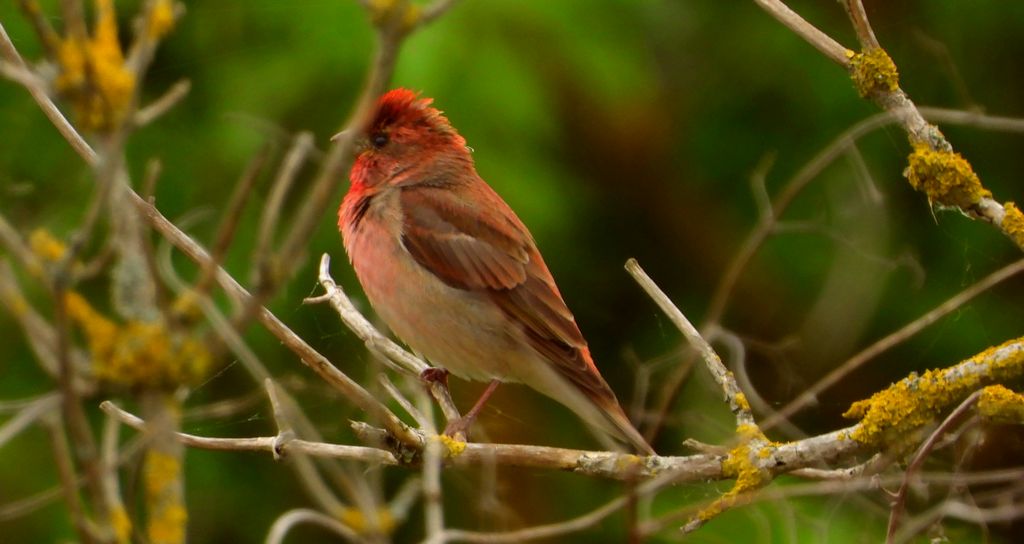 Dziwonia zwyczajna, dziwonia (Erythrina erythrina)