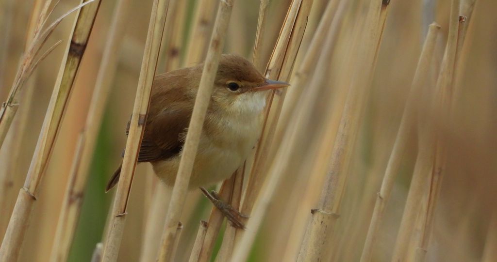 Trzcinniczek zwyczajny, trzcinniczek, trzcionka (Acrocephalus scirpaceus)