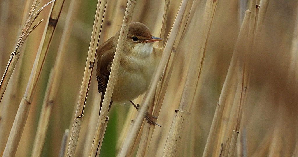 Trzcinniczek zwyczajny, trzcinniczek, trzcionka (Acrocephalus scirpaceus)