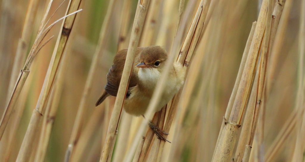 Trzcinniczek zwyczajny, trzcinniczek, trzcionka (Acrocephalus scirpaceus)