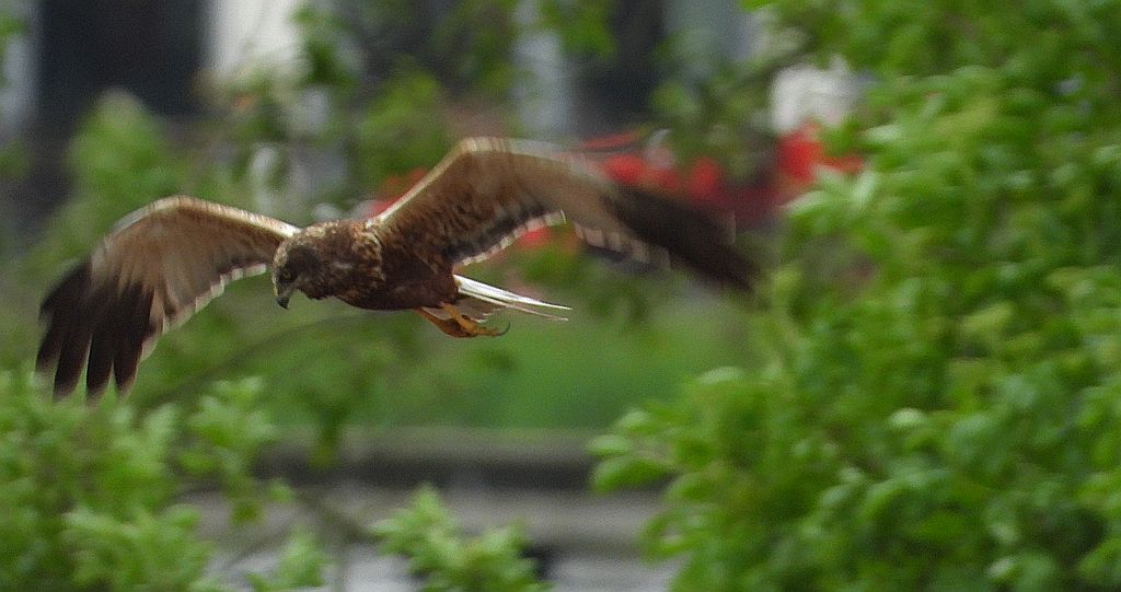 Błotniak stawowy (Circus aeruginosus)