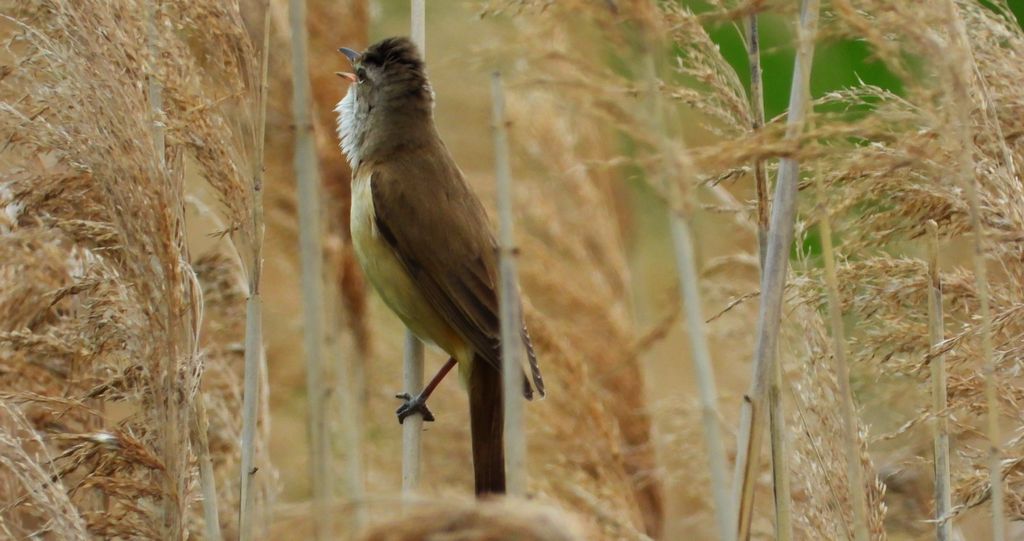 Trzciniak zwyczajny, trzciniak, trzciniak drozdówka (Acrocephalus arundinaceus)