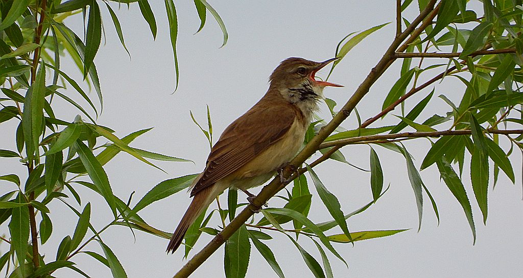 Trzciniak zwyczajny, trzciniak, trzciniak drozdówka (Acrocephalus arundinaceus)