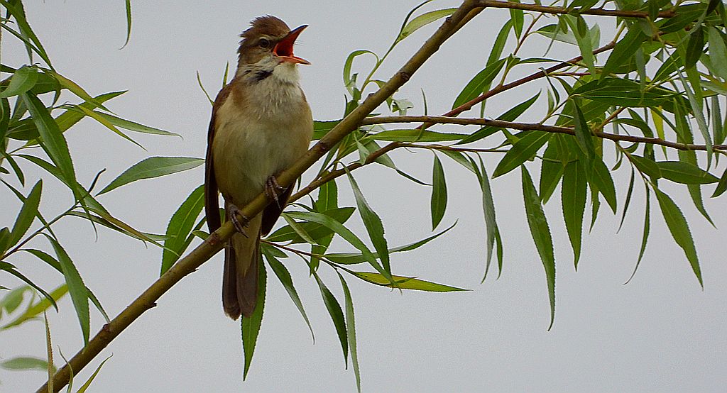 Trzciniak zwyczajny, trzciniak, trzciniak drozdówka (Acrocephalus arundinaceus)