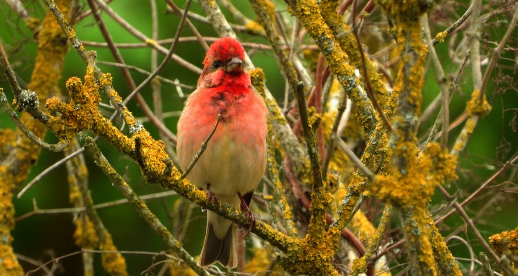 Dziwonia zwyczajna, dziwonia (Erythrina erythrina)
