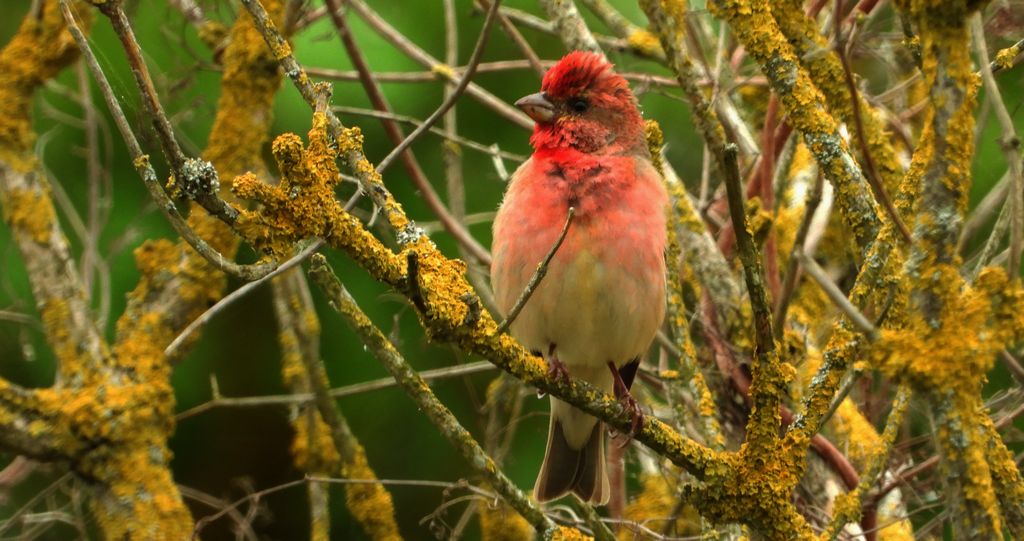 Dziwonia zwyczajna, dziwonia (Erythrina erythrina)