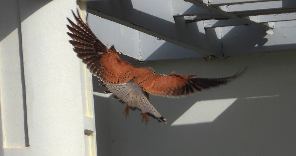 Pustułka zwyczajna, pustułka, sokół pustułka (Falco tinnunculus)