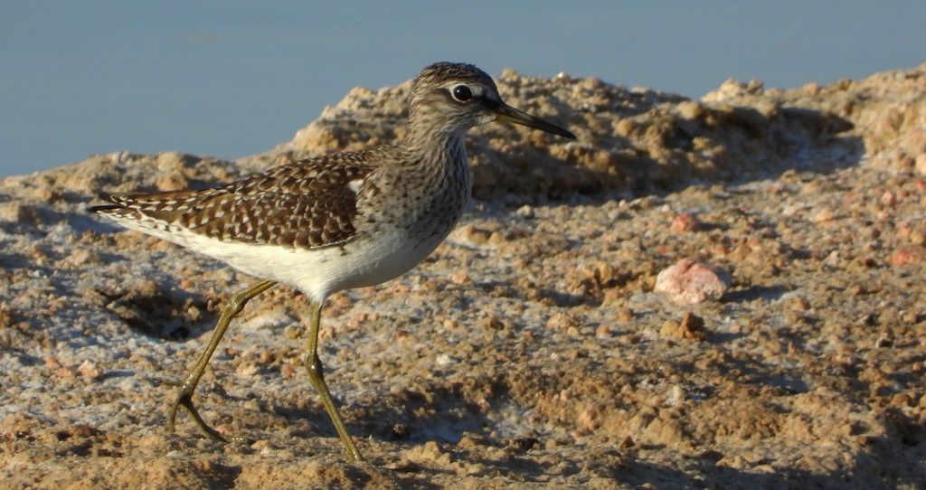 Łęczak, brodziec leśny, trawnik (Tringa glareola)
