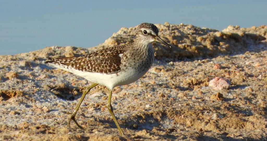 Łęczak, brodziec leśny, trawnik (Tringa glareola)