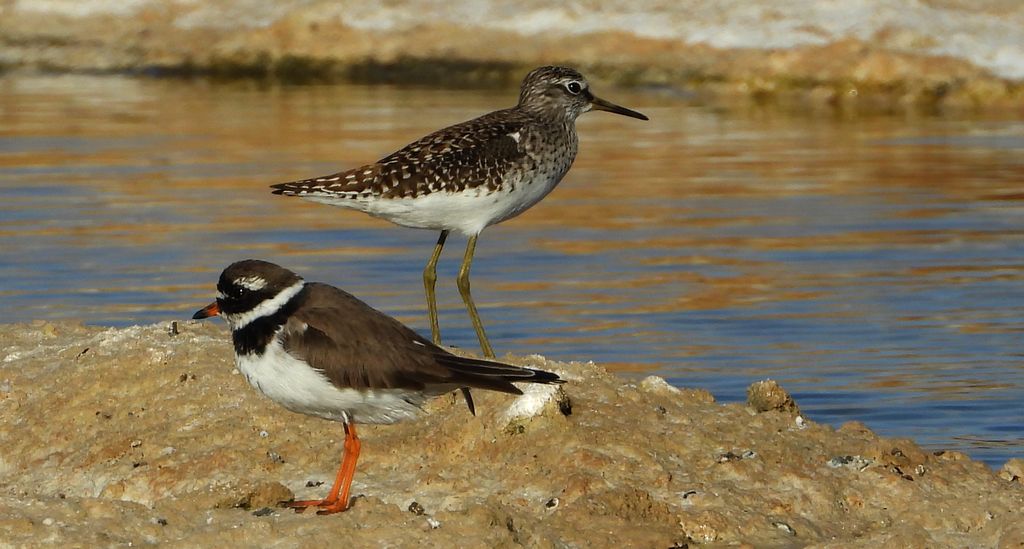 Łęczak, brodziec leśny, trawnik (Tringa glareola) i sieweczka obrożna (Charadrius hiaticula)