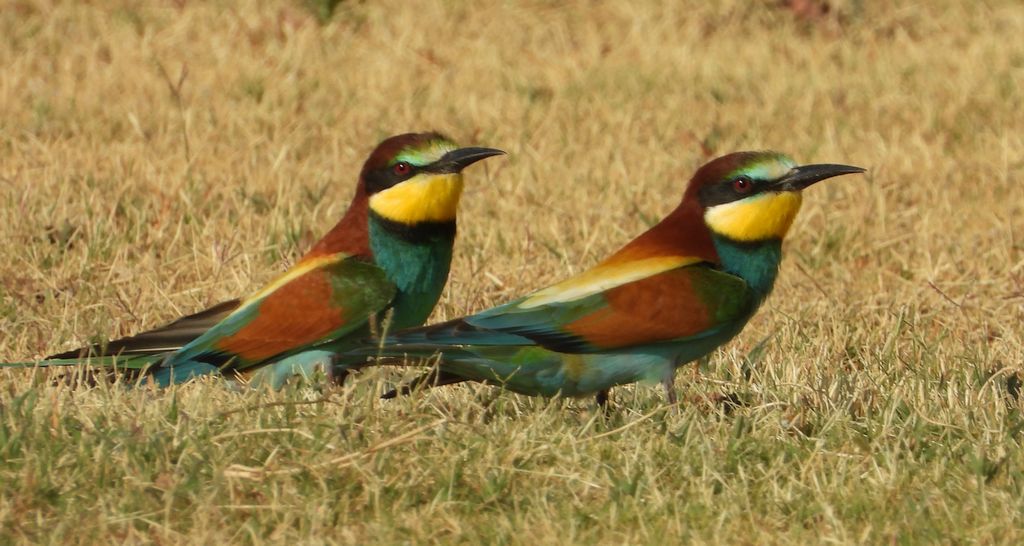 Żołna zwyczajna, żołna, żołna pospolita, żołna pszczołojad (Merops apiaster)