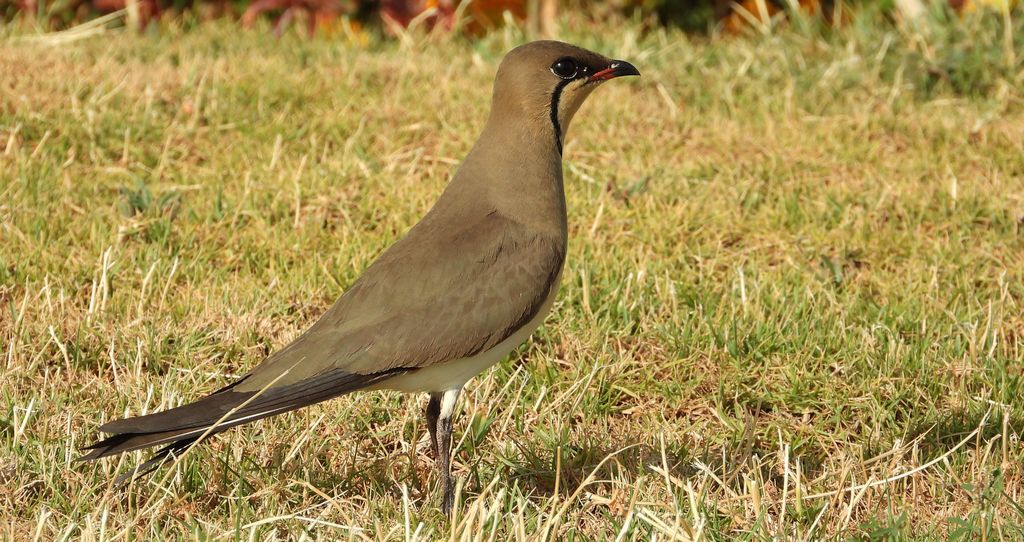 Żwirowiec stepowy (Glareola nordmanni)