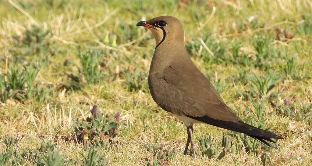 Żwirowiec stepowy (Glareola nordmanni)