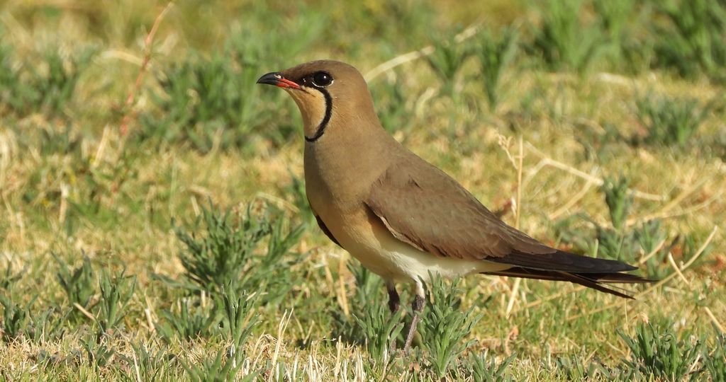 Żwirowiec stepowy (Glareola nordmanni)