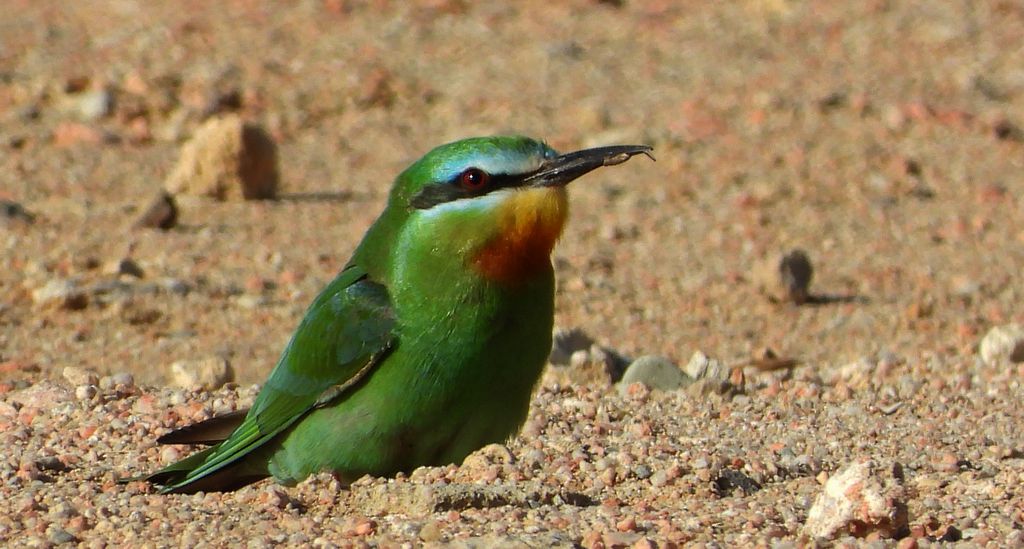 Żołna modrolica (Merops persicus)