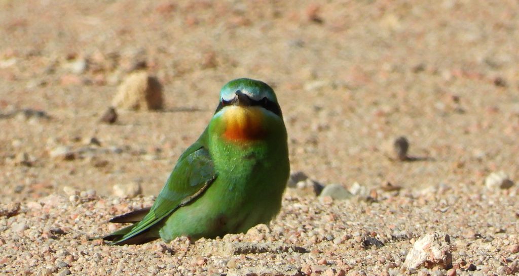 Żołna modrolica (Merops persicus)