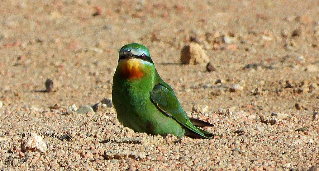 Żołna modrolica (Merops persicus)