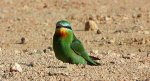 Żołna modrolica (Merops persicus)