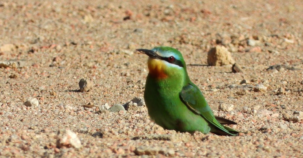 Żołna modrolica (Merops persicus)