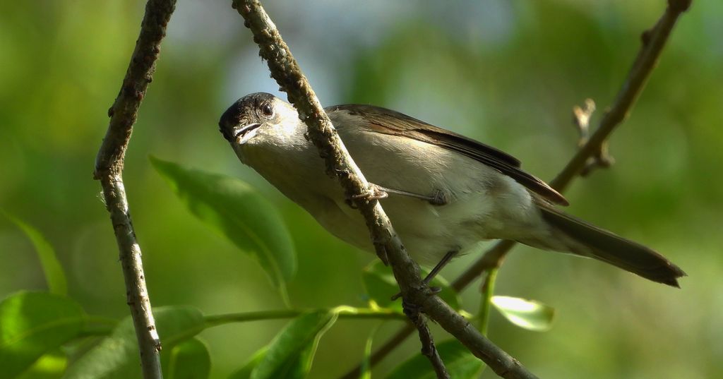 Kapturka, pokrzewka czarnołbista, pokrzewka czarnogłowa (Sylvia atricapilla)