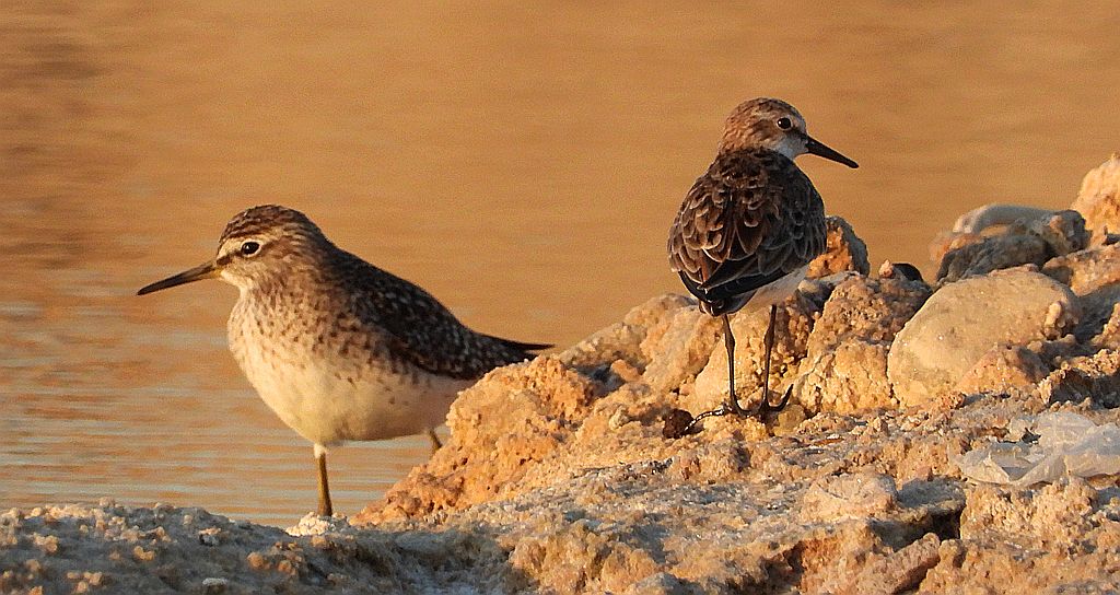 Łęczak, brodziec leśny, trawnik (Tringa glareola) i biegus malutki (Calidris minuta)