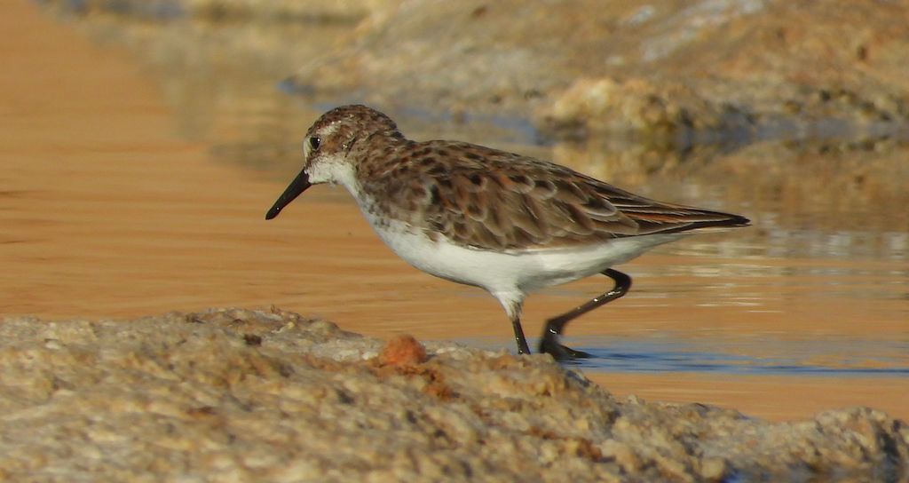 Biegus malutki (Calidris minuta)