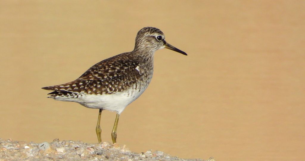 Łęczak, brodziec leśny, trawnik (Tringa glareola)