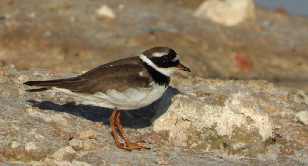 Sieweczka obrożna (Charadrius hiaticula)