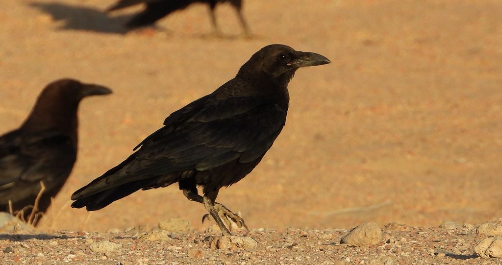 Kruk zwyczajny, kruk (Corvus corax)