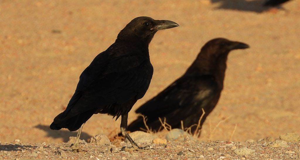 Kruk zwyczajny, kruk (Corvus corax)
