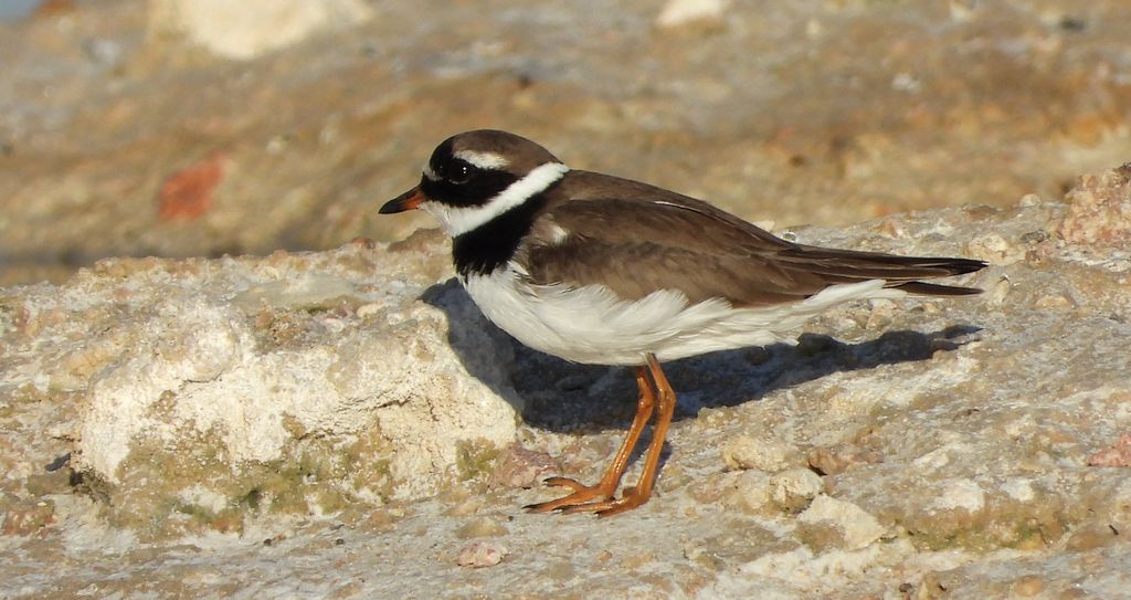Sieweczka obrożna (Charadrius hiaticula)