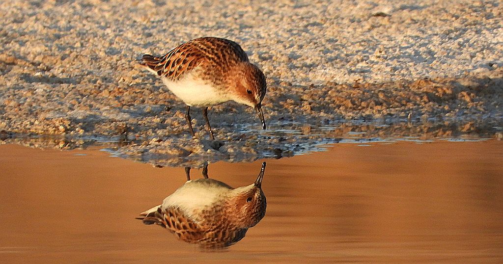 Biegus malutki (Calidris minuta)
