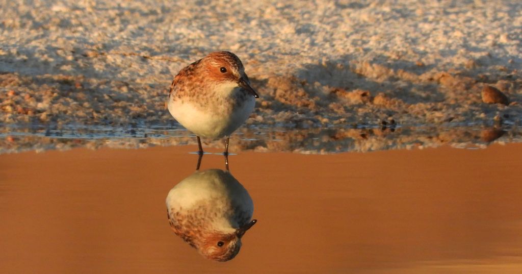 Biegus malutki (Calidris minuta)