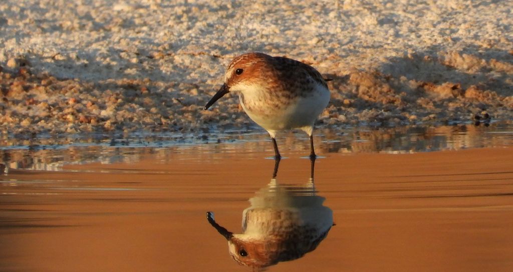 Biegus malutki (Calidris minuta)