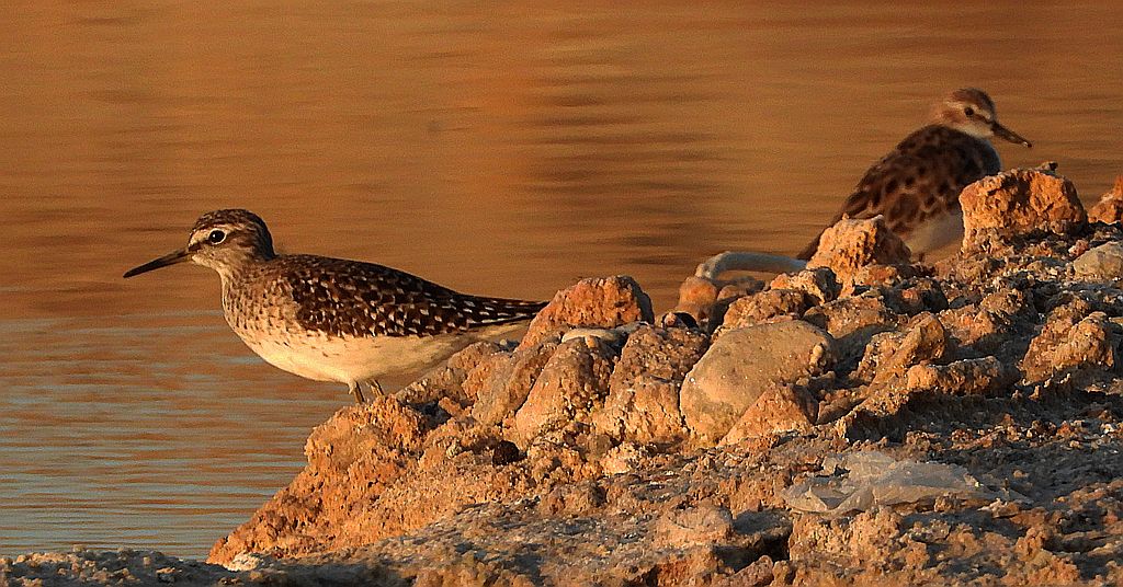 Łęczak, brodziec leśny, trawnik (Tringa glareola) i biegus malutki (Calidris minuta)