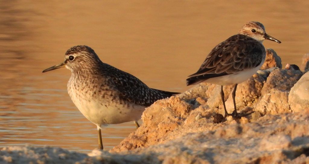 Łęczak, brodziec leśny, trawnik (Tringa glareola) i biegus malutki (Calidris minuta)