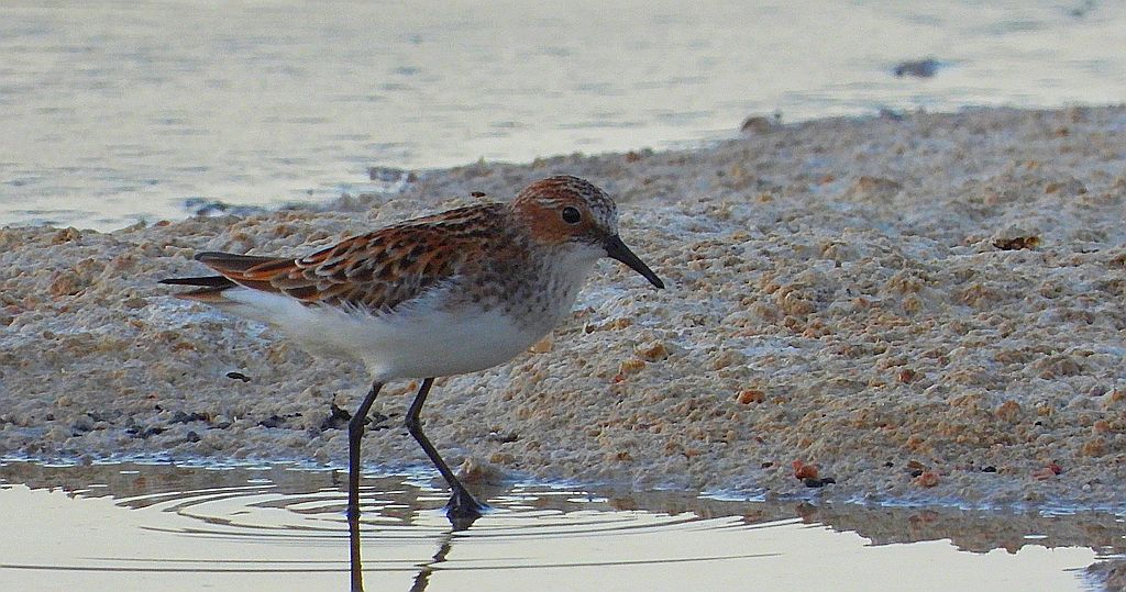 Biegus malutki (Calidris minuta)