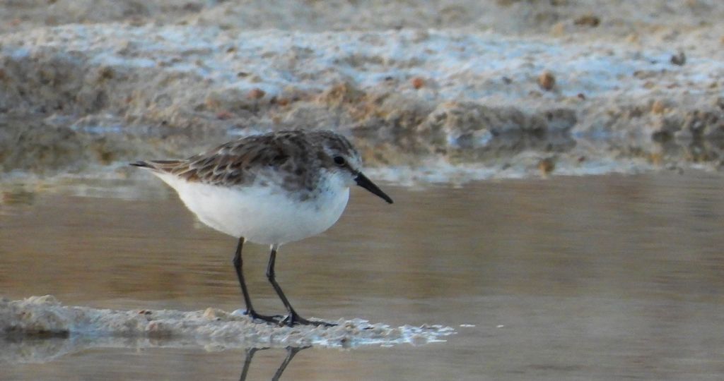 Piaskowiec (Calidris alba)