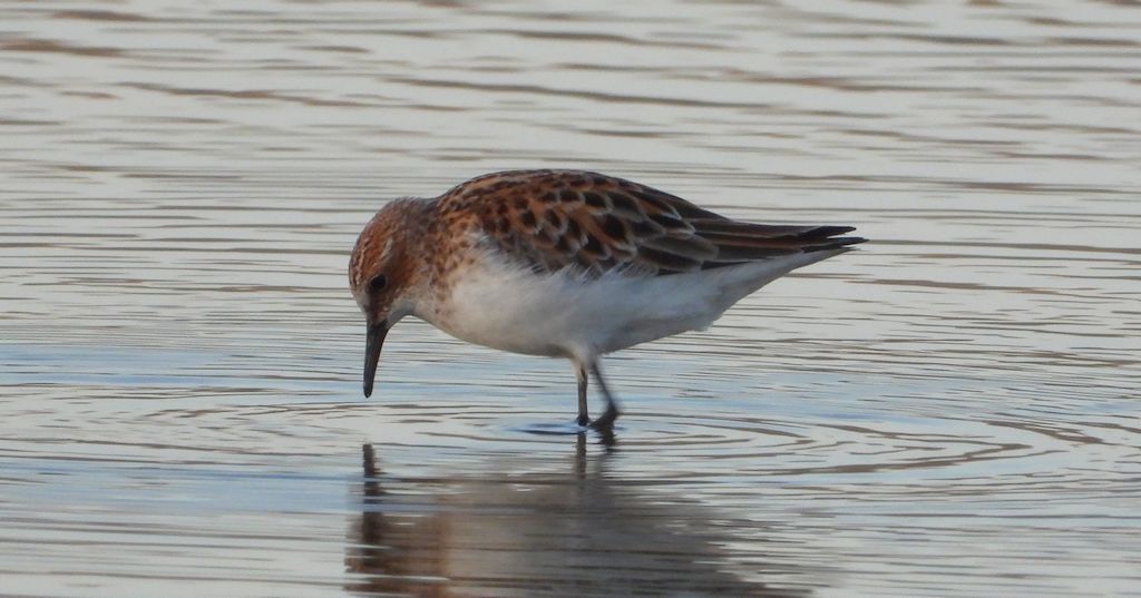 Biegus malutki (Calidris minuta)