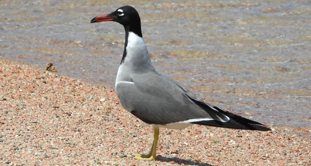 Mewa białooka (Ichthyaetus leucophthalmus)