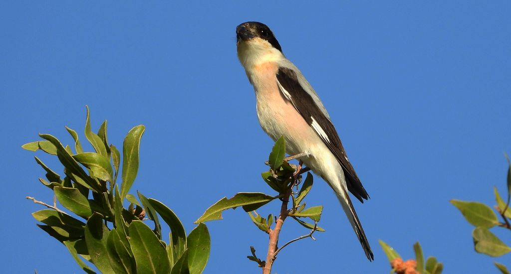 Dzierzba czarnoczelna (Lanius minor)