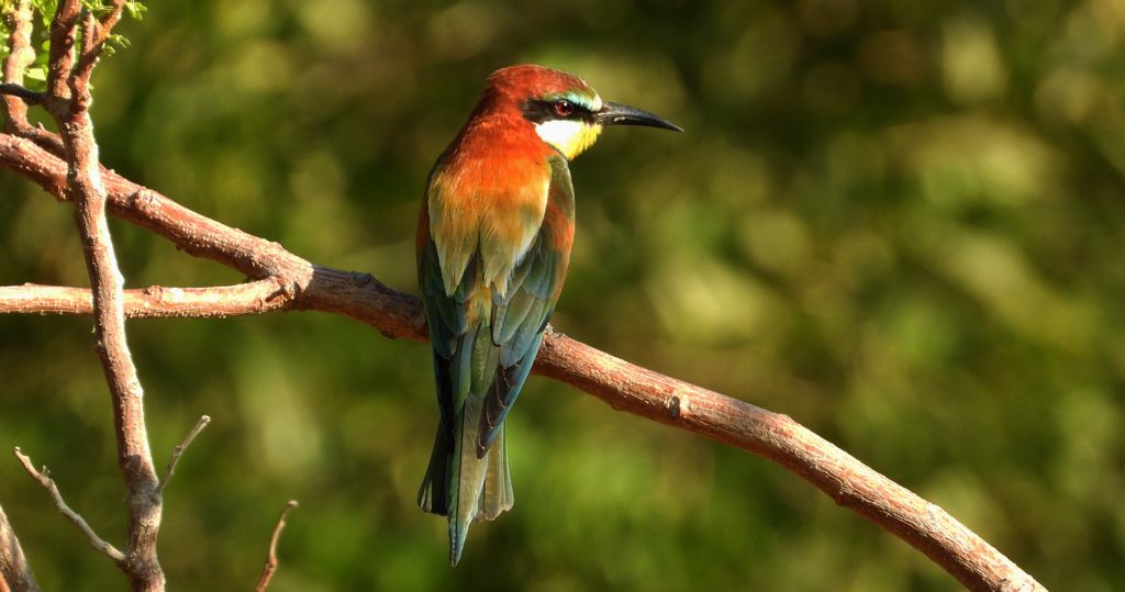 Żołna zwyczajna, żołna, żołna pospolita, żołna pszczołojad (Merops apiaster)
