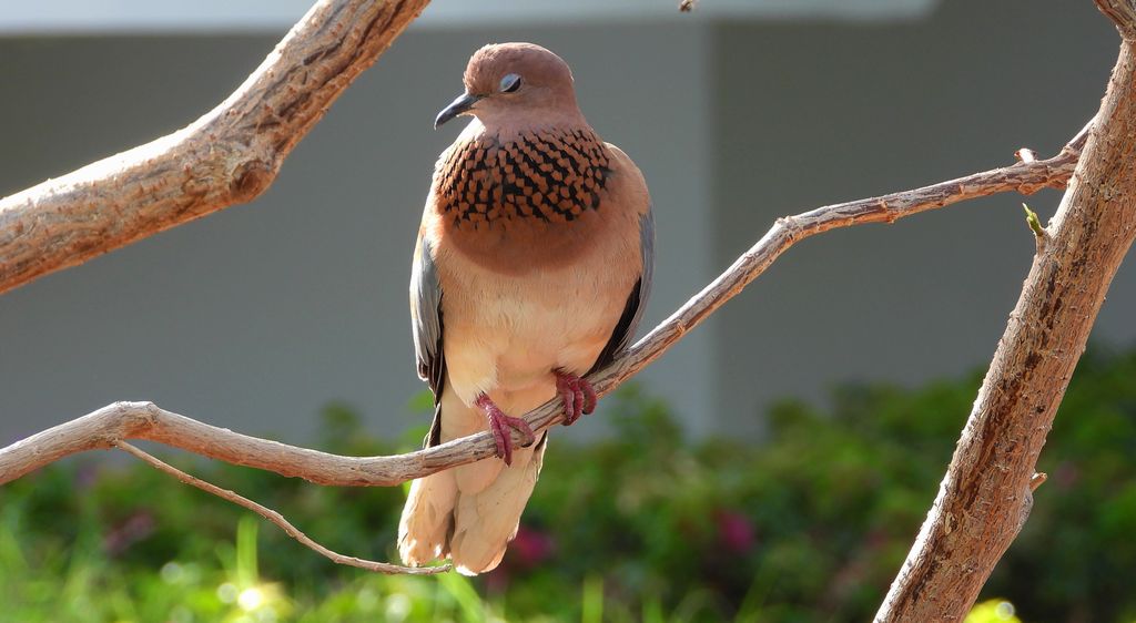 Synogarlica senegalska (Streptopelia senegalensis)