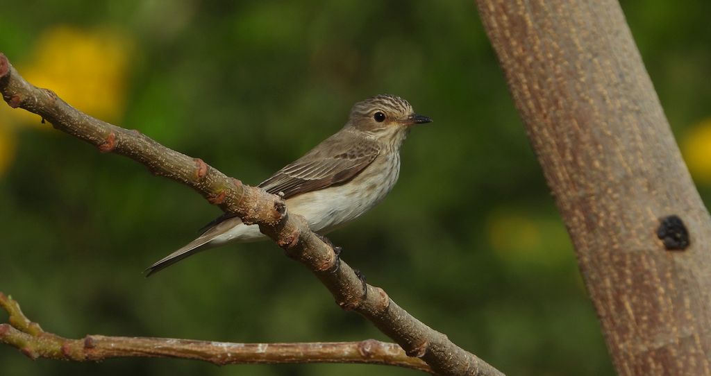 Muchołówka szara (Muscicapa striata)