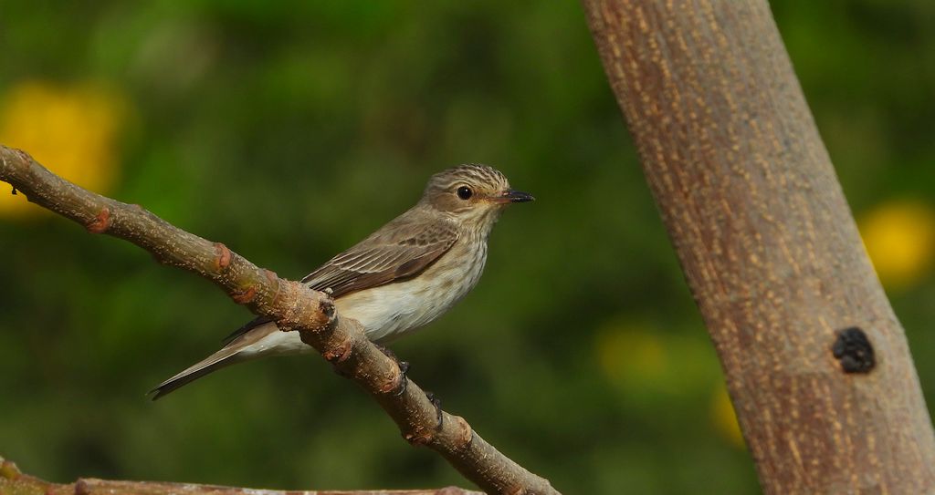 Muchołówka szara (Muscicapa striata)