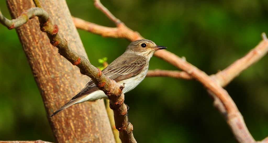 Muchołówka szara (Muscicapa striata)