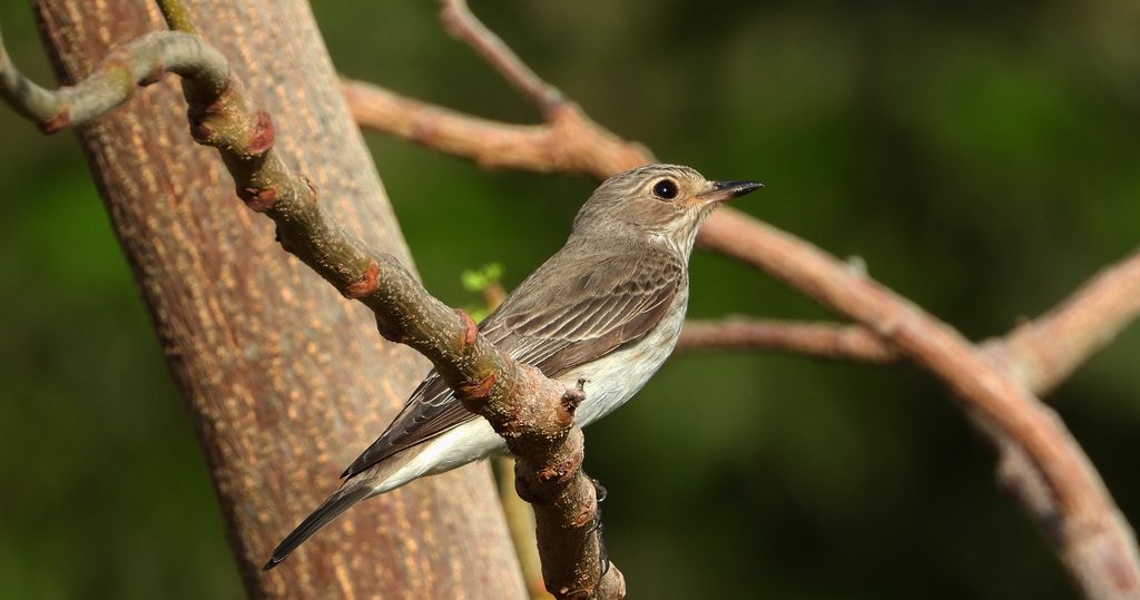 Muchołówka szara (Muscicapa striata)